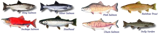 fish-freshwater-species