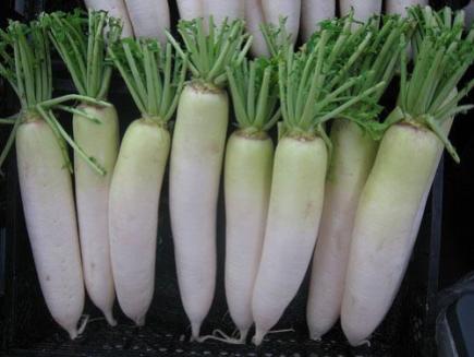 daikon_globalism_pictures